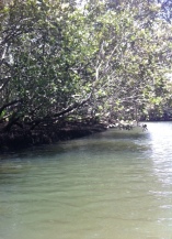 mangroves abound